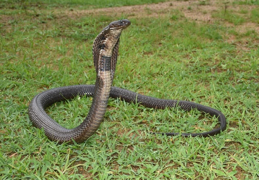 Wildlife Rescue / Snake Catcher Jaipur Rajasthan